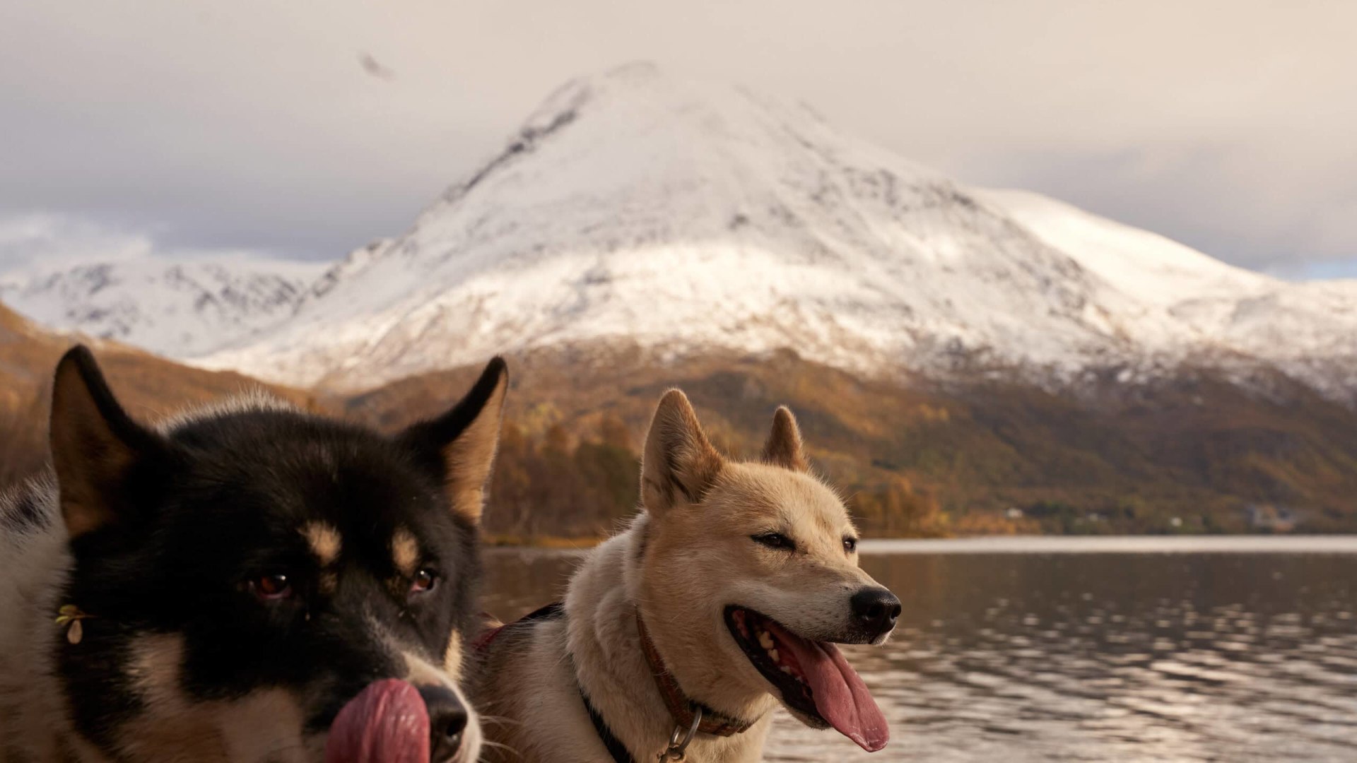 Huskys im Herbst